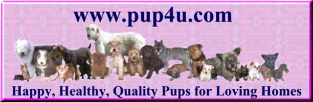 Puppies For Sale - Dogs For Sale